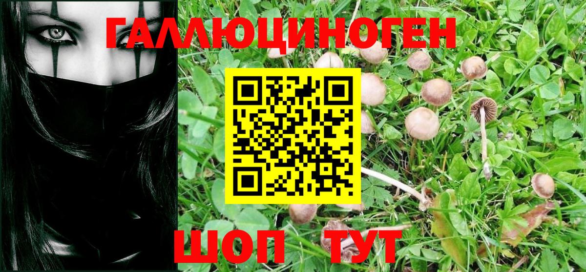 Бийск  Псилоцибиновые грибы Cubensis  Вход с VPN  Псилоцибиновые грибы Magic Shrooms 